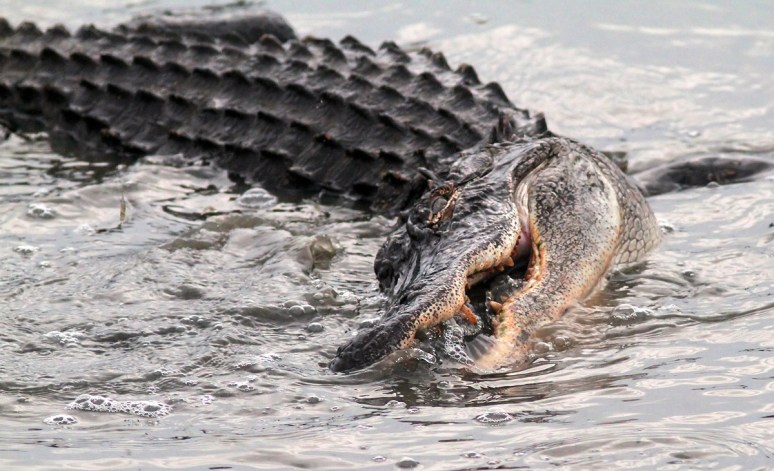 Alligator Fishing in Salt Marsh in Late Evening 