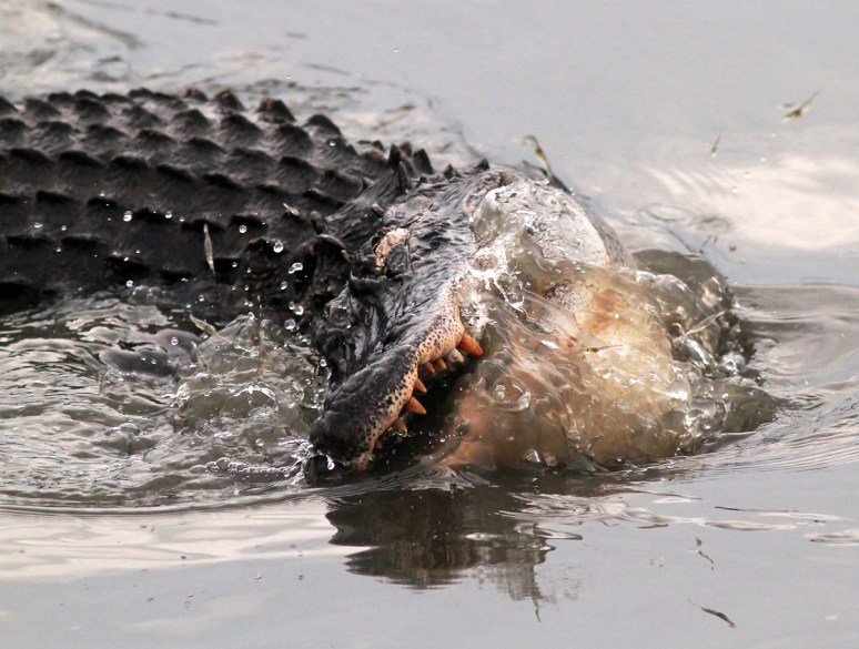 Alligator Fishing in Salt Marsh in Late Evening 
