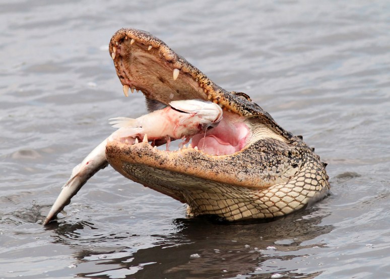 Alligator With Large Fish 
