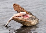 Alligator With Large&nbsp;Fish