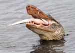 Alligator With Large&nbsp;Fish