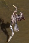 Anhinga Perched