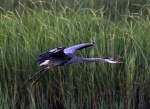 GBH Landing in Salt&nbsp;Marsh