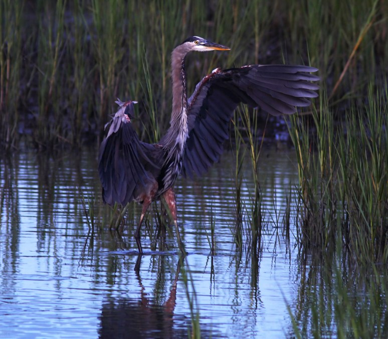 GBH Landing in Salt Marsh 