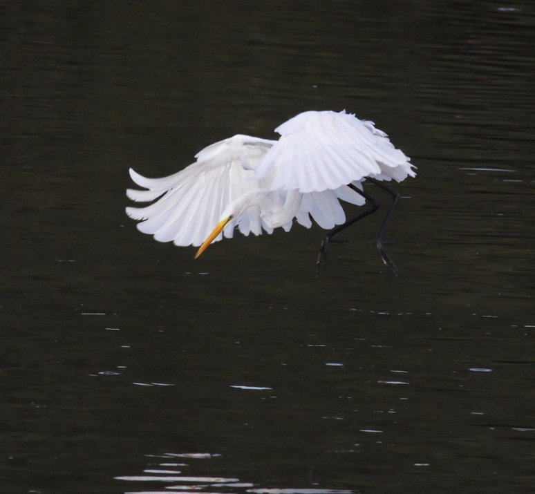 Great Egret Having Fun 