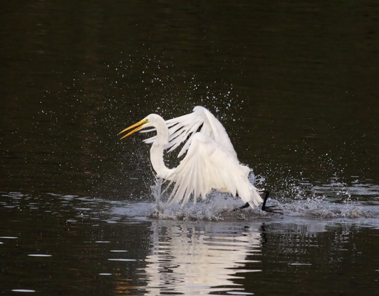 Great Egret Having Fun 