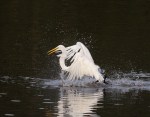 Great Egret Having&nbsp;Fun