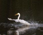Great Egret Having&nbsp;Fun
