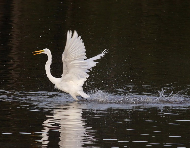 Great Egret Having Fun 
