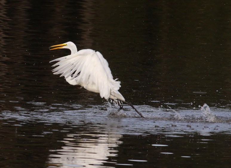 Great Egret Having Fun 