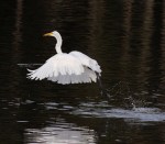 Great Egret Having&nbsp;Fun