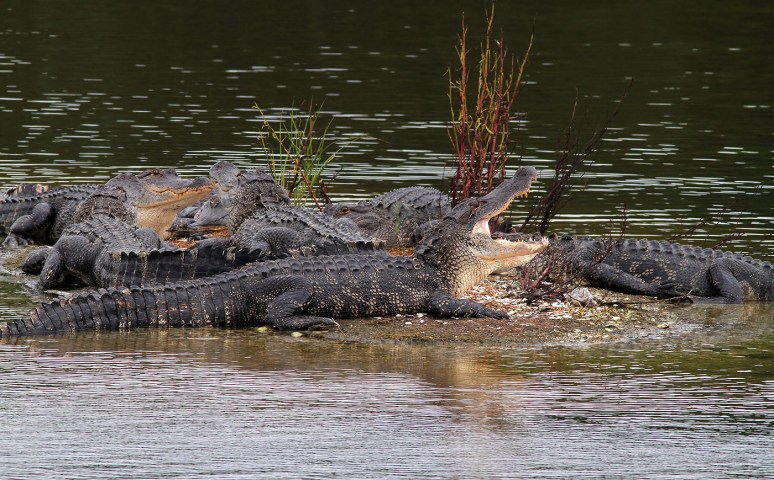 Large Group of Alligators 