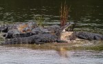 Large Group of&nbsp;Alligators