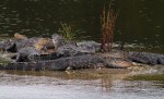 Large Group of&nbsp;Alligators