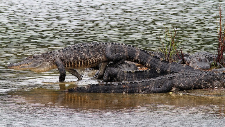 Large Group of Alligators 