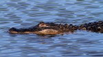 Mister Alligator in Marsh&nbsp;Pond