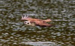 Osprey Fishing in Marsh&nbsp;Pond