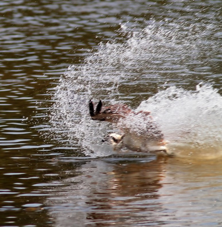 Osprey Fishing in Marsh Pond 