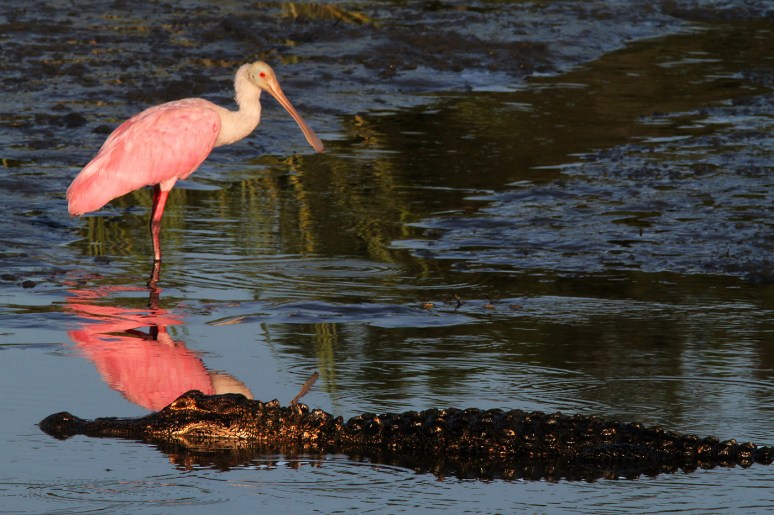 Spoonbill and Alligator 
