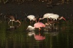 Spoonbill and Friends