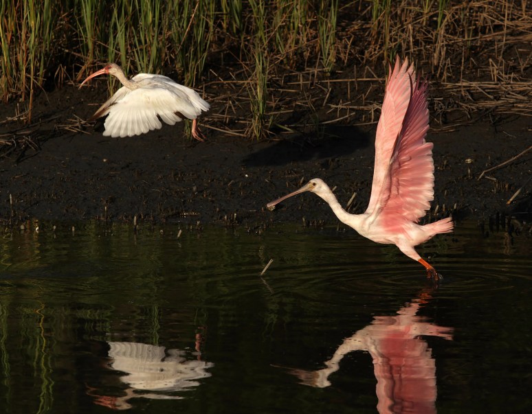 Spoonbill and Friends 