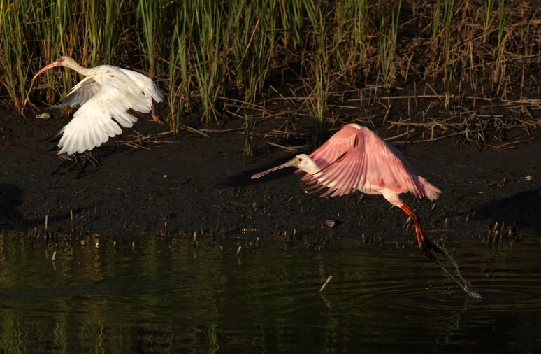 Spoonbill and Friends 