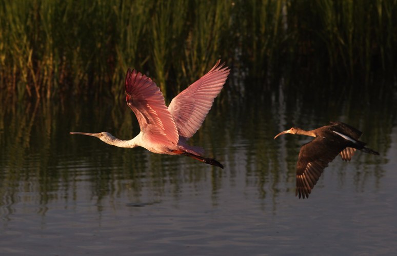 Spoonbill and Friends 