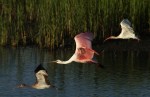 Spoonbill and Friends