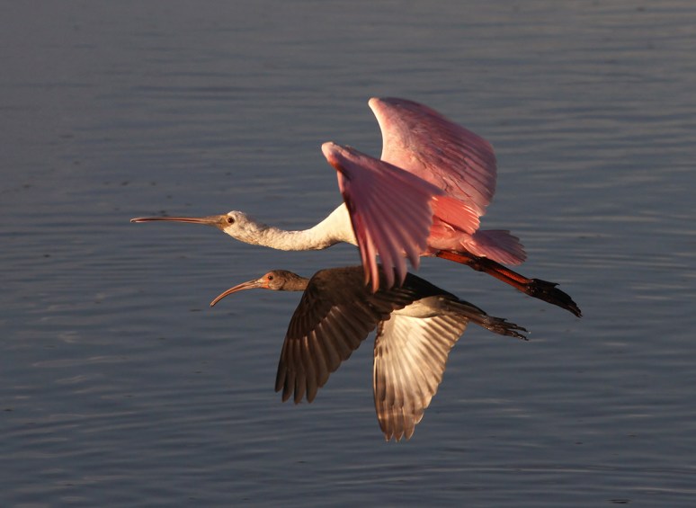 Spoonbill and Friends 