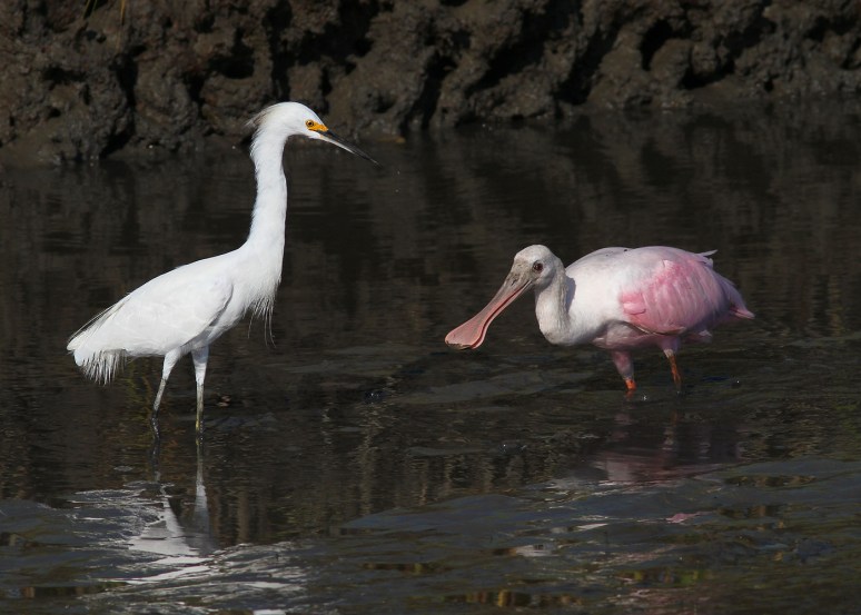 Spoonbill and Snowy in the Salt Marsh 
