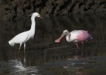 Spoonbill and Snowy in the Salt&nbsp;Marsh