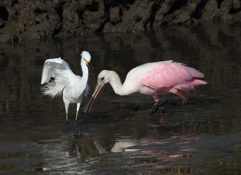 Spoonbill and Snowy in the Salt Marsh 