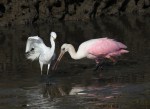 Spoonbill and Snowy in the Salt&nbsp;Marsh
