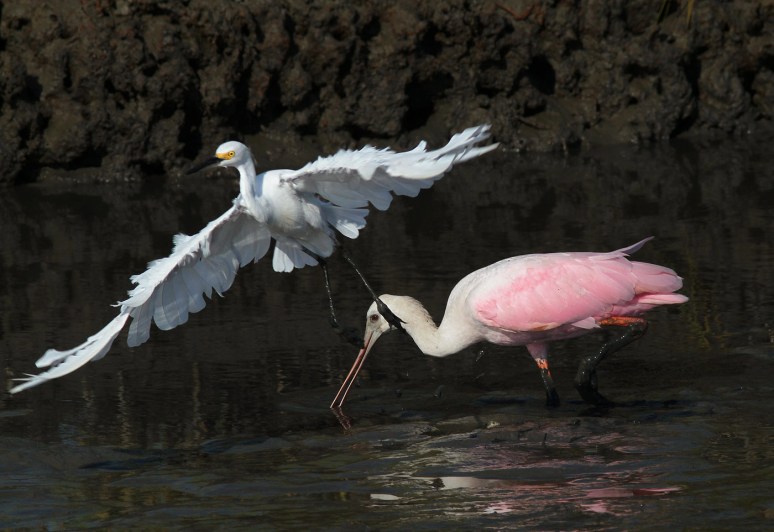 Spoonbill and Snowy in the Salt Marsh 