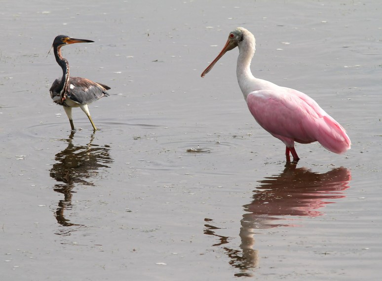 Spoonbill and Tricolored Heron Disagreement 