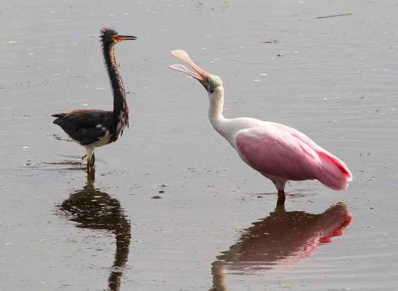 Spoonbill and Tricolored Heron Disagreement 