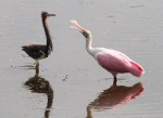 Spoonbill and Tricolored Heron&nbsp;Disagreement