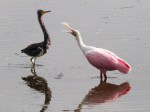 Spoonbill and Tricolored Heron&nbsp;Disagreement
