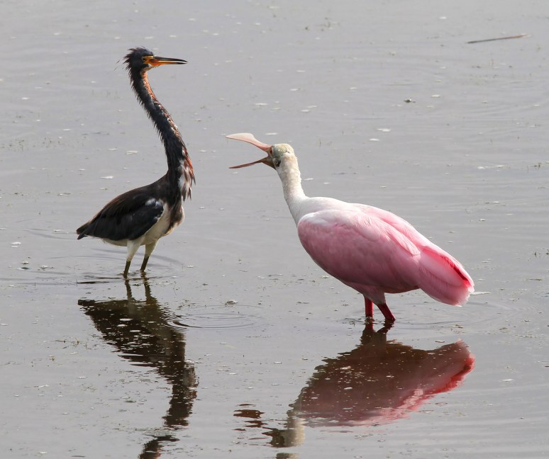 Spoonbill and Tricolored Heron Disagreement 