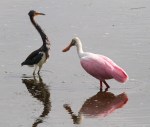 Spoonbill and Tricolored Heron&nbsp;Disagreement