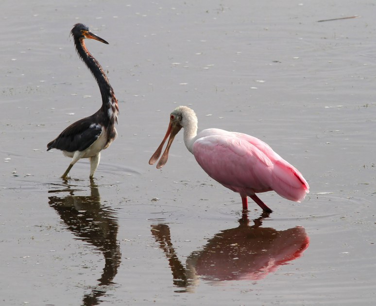 Spoonbill and Tricolored Heron Disagreement 