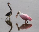 Spoonbill and Tricolored Heron&nbsp;Disagreement