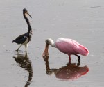 Spoonbill and Tricolored Heron&nbsp;Disagreement