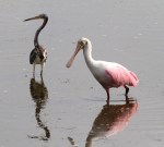 Spoonbill and Tricolored Heron&nbsp;Disagreement