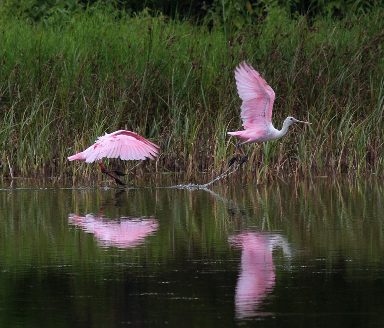 Spoonbill Chases Juvie Across Pond 