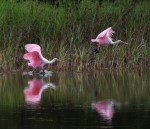 Spoonbill Chases Juvie Across&nbsp;Pond