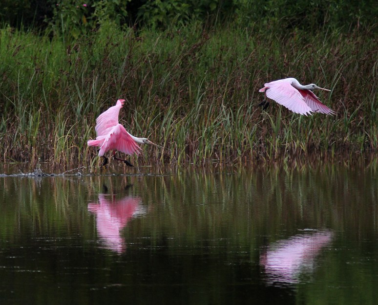 Spoonbill Chases Juvie Across Pond 