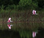 Spoonbill Chases Juvie Across&nbsp;Pond