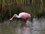 Spoonbill Feeding in the Salt&nbsp;Marsh