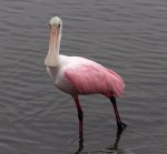 Spoonbill Feeding in the Salt&nbsp;Marsh